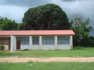 with nice tree in background