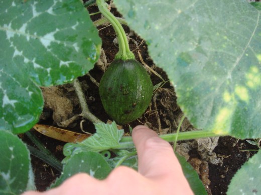 . . .to this little cutie