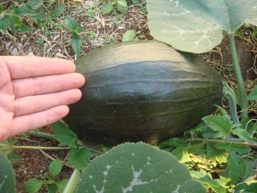 . . .and this! Drum roll. Round of applause. Thank you.