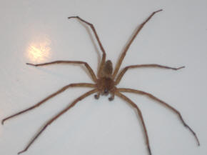 brown spider_small